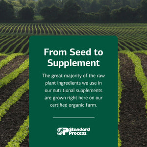 Standard Process Renafood - Supports Healthy Kidney Function & Antioxidant Activity - Contains Vitamins A - Non-Soy - 180 Tablets Standard Process Inc.Buy Supplements Australia